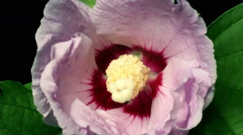 Hibiscus Flower Time-lapse Stock Footage 46003445