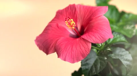 Hibiscus flower. time lapse Video stock 55041690
