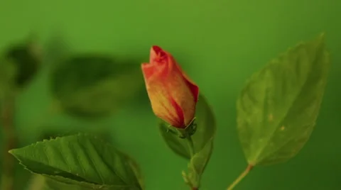 Hibiscus Flower Time Lapse Opening Stock Footage 12289552