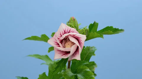 Hibiscus flower timelapse on blue screen Stock Footage 170794403