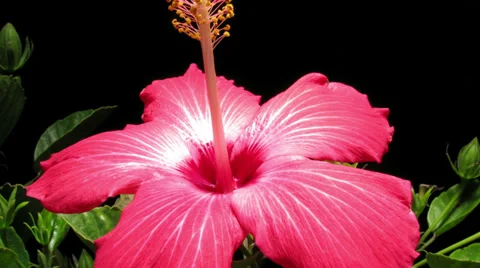 Hibiscus Flower Timelapse Stock Footage 38767165
