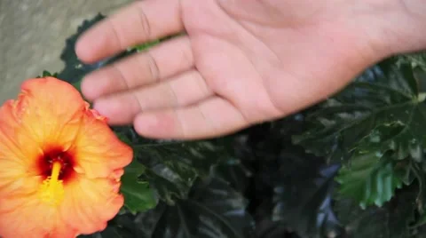 Hibiscus flower touched Stock Footage 51536628