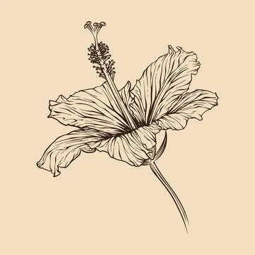 Hibiscus flower vector illustration with line art Illustrazione stock