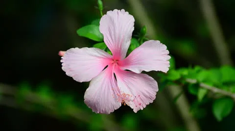 Hibiscus flower in the wind Stock-Footage 22798387