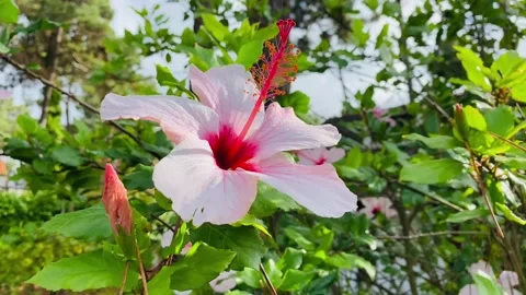 Hibiscus flower on the wind Stock Footage 209352008
