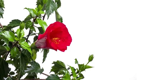 Hibiscus flowering Stock Footage 274388560