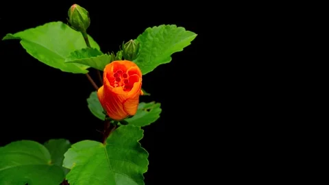 Hibiscus flowering. Stock Footage 309539458