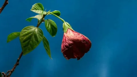 Hibiscus flowers bloom. Stock Footage 145511840