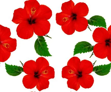 Hibiscus flowers in a floral pattern Stock Photos
