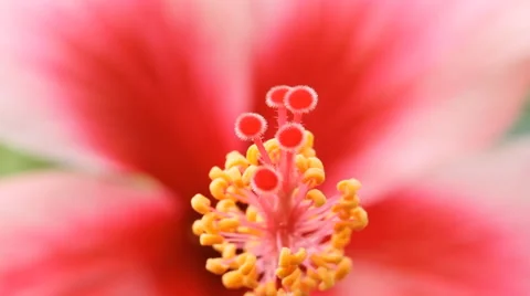 Hibiscus flowers Stock Footage 50729945