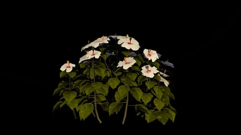 Hibiscus Flowers Stock Footage 88434710