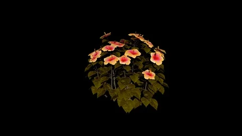 Hibiscus Flowers Stock Footage 88435771