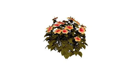 Hibiscus Flowers Stock Footage 90854062