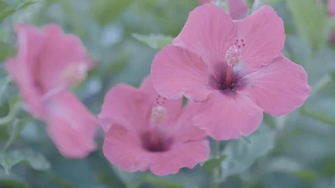Hibiscus flowers Stock Footage 123242329