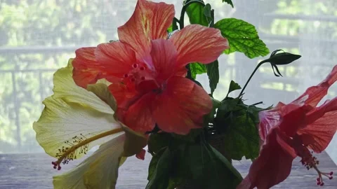 Hibiscus flowers Stock Footage 197987964