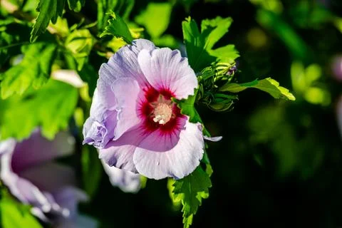 Hibiscus flowers in the garden Stock Photos