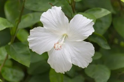 Hibiscus flowers Stock Photos
