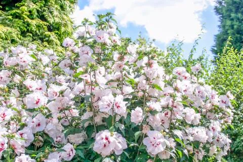 Hibiscus flowers Foto stock