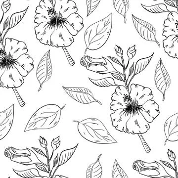 Hibiscus flowers seamless pattern with leaves on white background. Stock Illustration