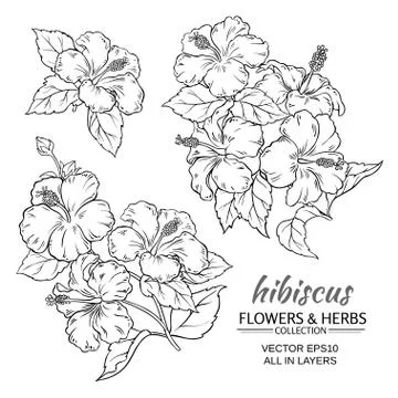 Hibiscus flowers vector set Illustrazione stock
