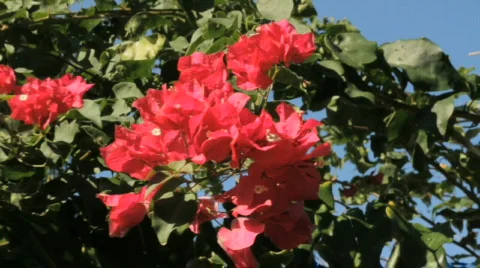 Hibiscus In Stock Footage 610919