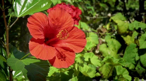 Hibiscus Video stock 824307
