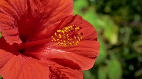 Hibiscus Video stock 824684