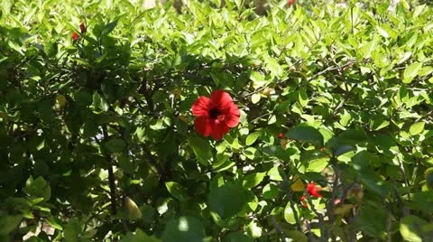 Hibiscus Vidéo 11231976