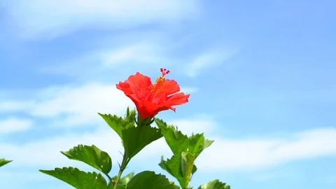 Hibiscus Stockbeeldmateriaal 81311994