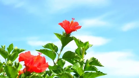 Hibiscus Vídeo Stock 81311995