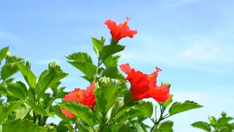 Hibiscus Stock Footage 81311996