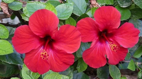 Hibiscus Stock Footage 81631333