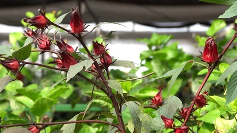 Hibiscus Stockbeeldmateriaal 119686780