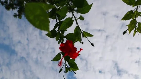 Hibiscus Stock Footage 166083076
