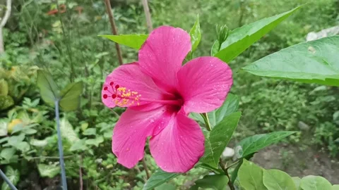 Hibiscus Stock Footage 233491639