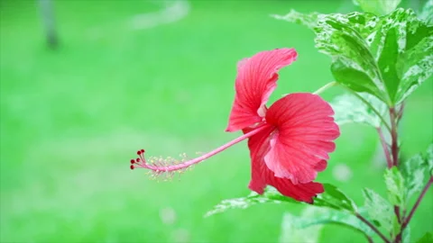 Hibiscus Stock Footage 253453821