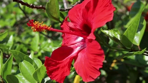 Hibiscus Video stock 280752851