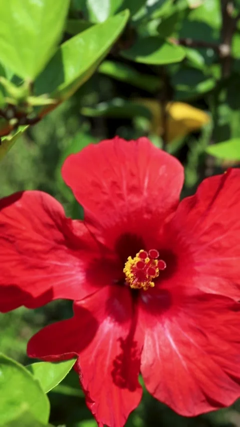 Hibiscus Stock Footage 280774533