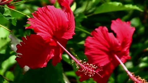 Hibiscus Stock Footage 327498925