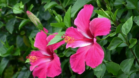 Hibiscus 스톡 동영상 327509446