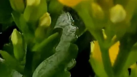 Hibiscus Видео 330324355