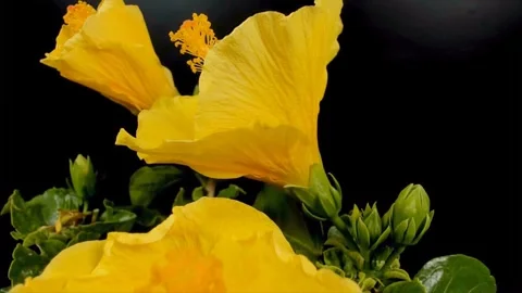 Hibiscus Stockbeeldmateriaal 330607391