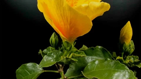 Hibiscus Видео 330608118