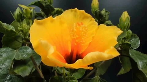 Hibiscus Vídeo Stock 330608302