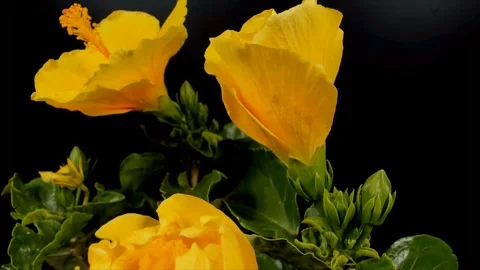 Hibiscus Stock Footage 330608334