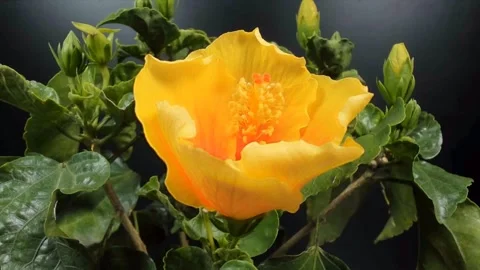 Hibiscus Vídeo Stock 330608360