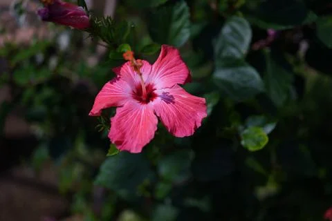 The hibiscus is in full bloom Foto stock