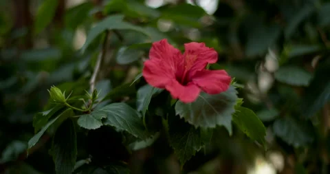 Hibiscus in the garden Video stock 192275735