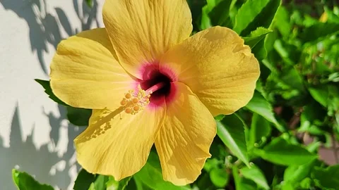 Hibiscus giallo Видео 162131394