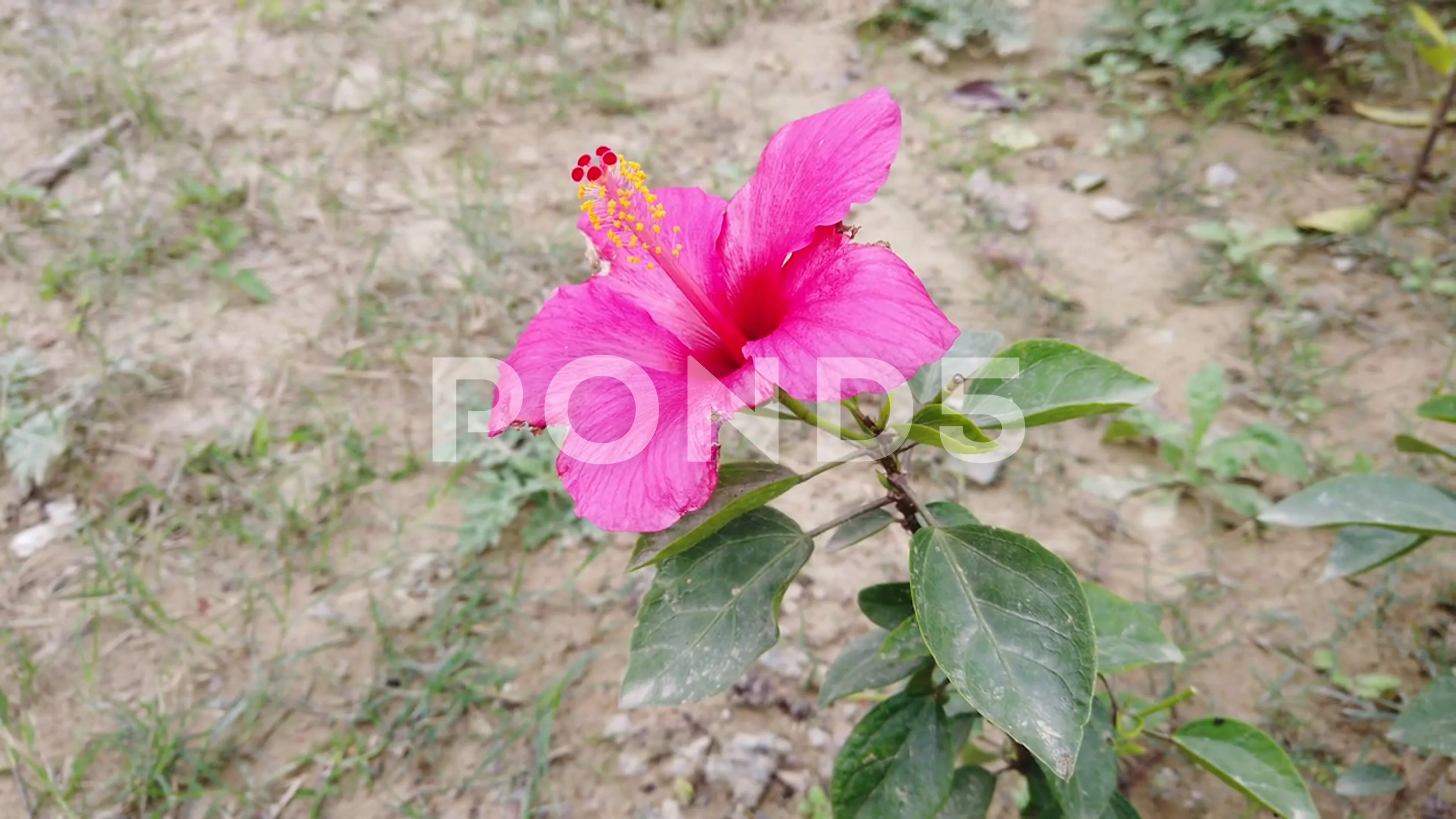 Hibiscus Flower Drawing | How to Draw Flower | flower, Hibiscus, drawing |  Hi Dear, Learn how to draw hibiscus flower in a easy way. #draw #drawing  #flowerdrawing #easydrawing #drawingtutorial | By